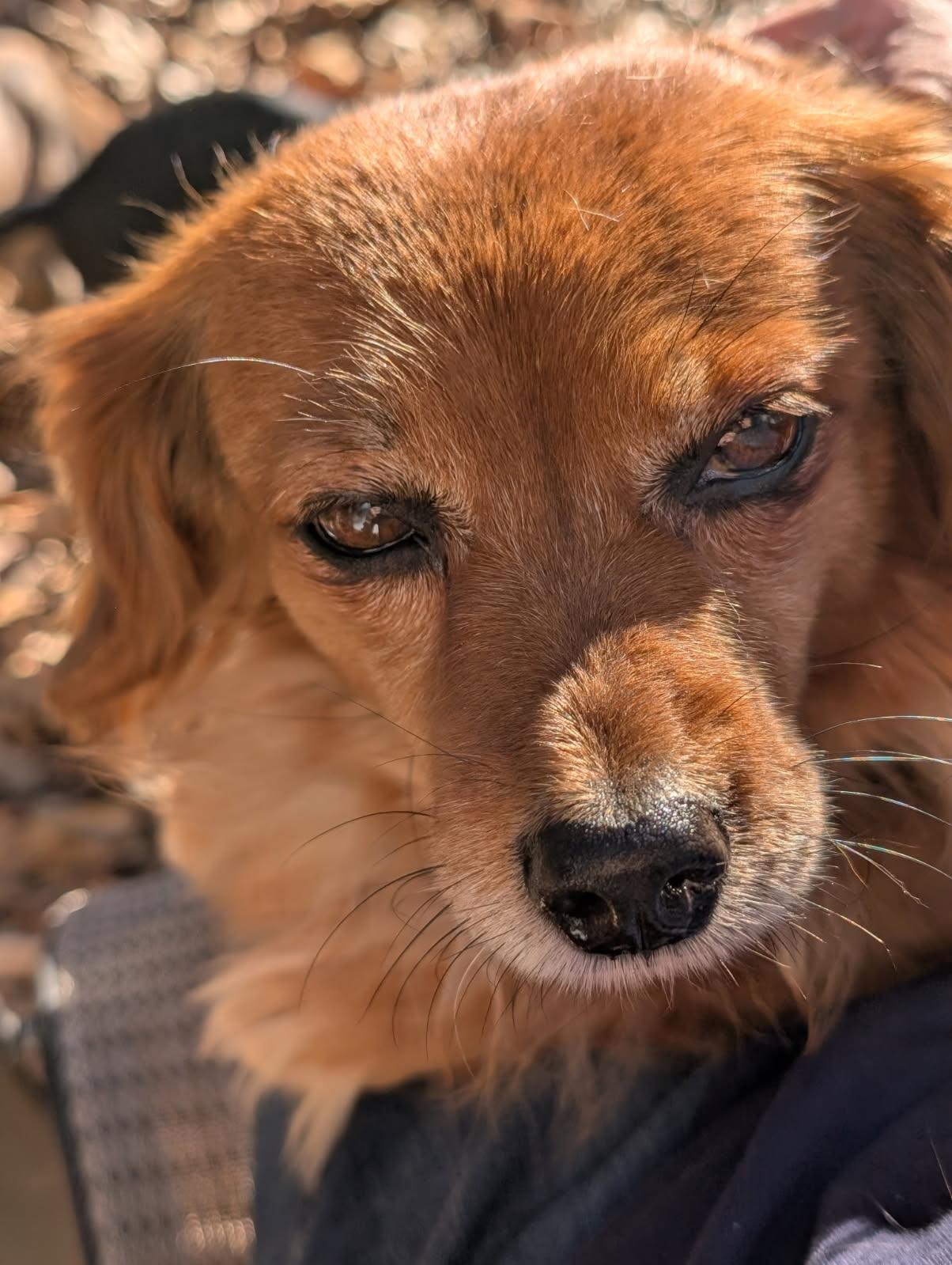 Polly, ADOPTABLE, Adult Female Spaniel & Dachshund.