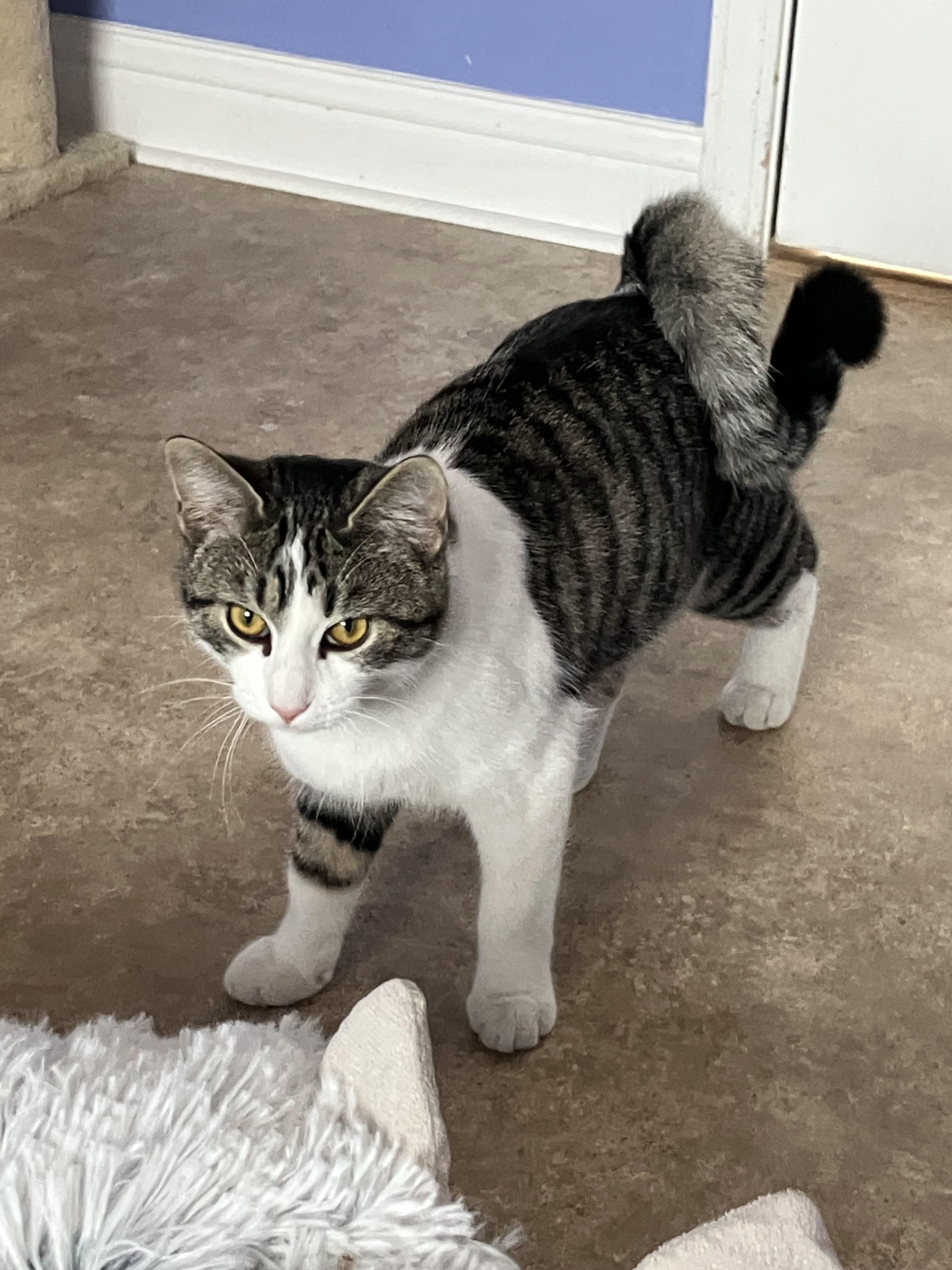 Enlarge Curly, a ADOPTABLE mixed breed in Maineville, OH image 3/4