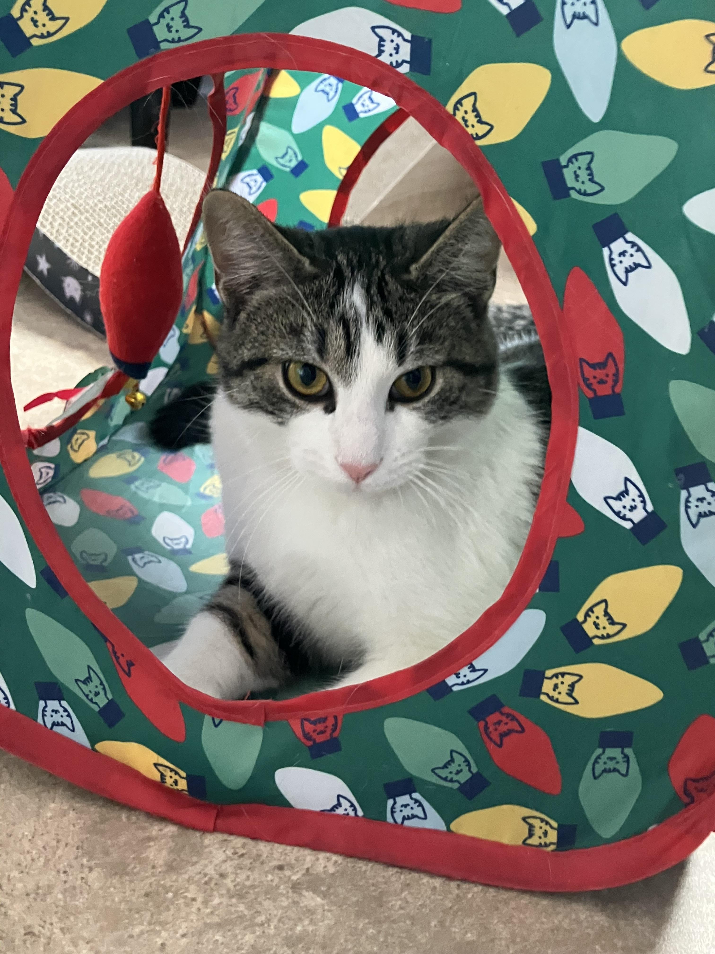Enlarge Curly, a ADOPTABLE mixed breed in Maineville, OH image 2/4