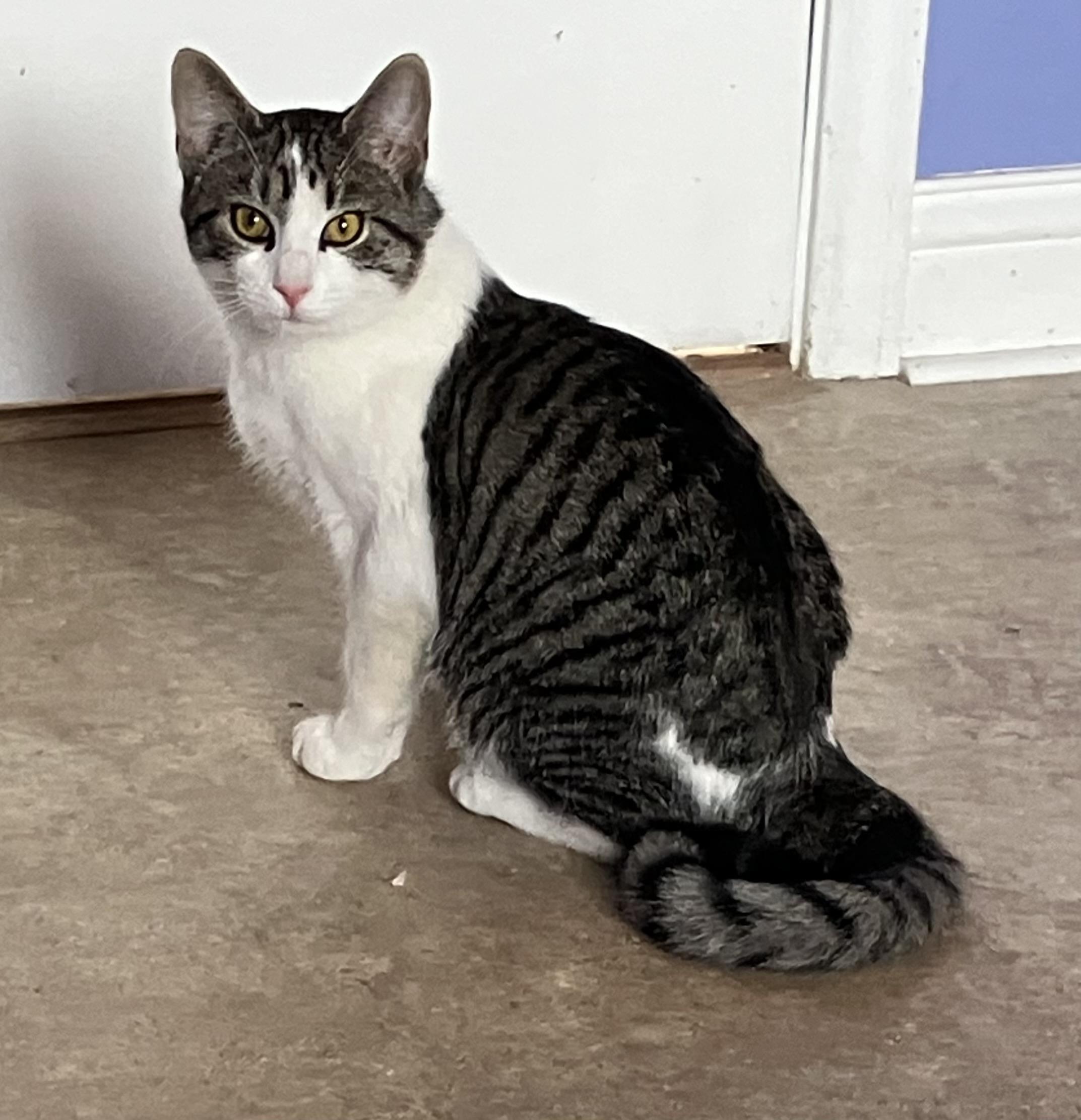 Curly, ADOPTABLE, Adult Male Domestic Short Hair.