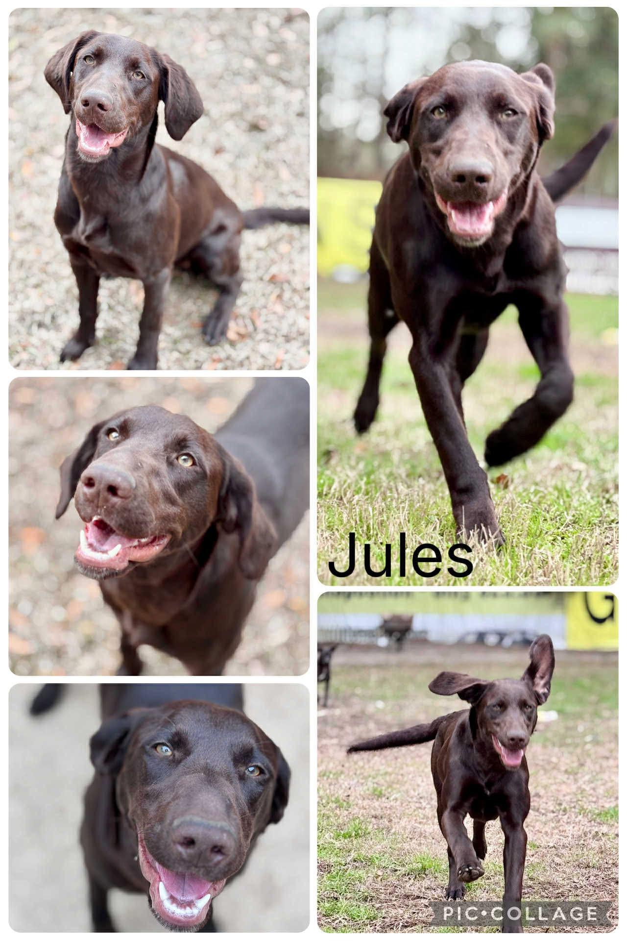 Jules, ADOPTABLE, Young Female Chocolate Labrador Retriever.