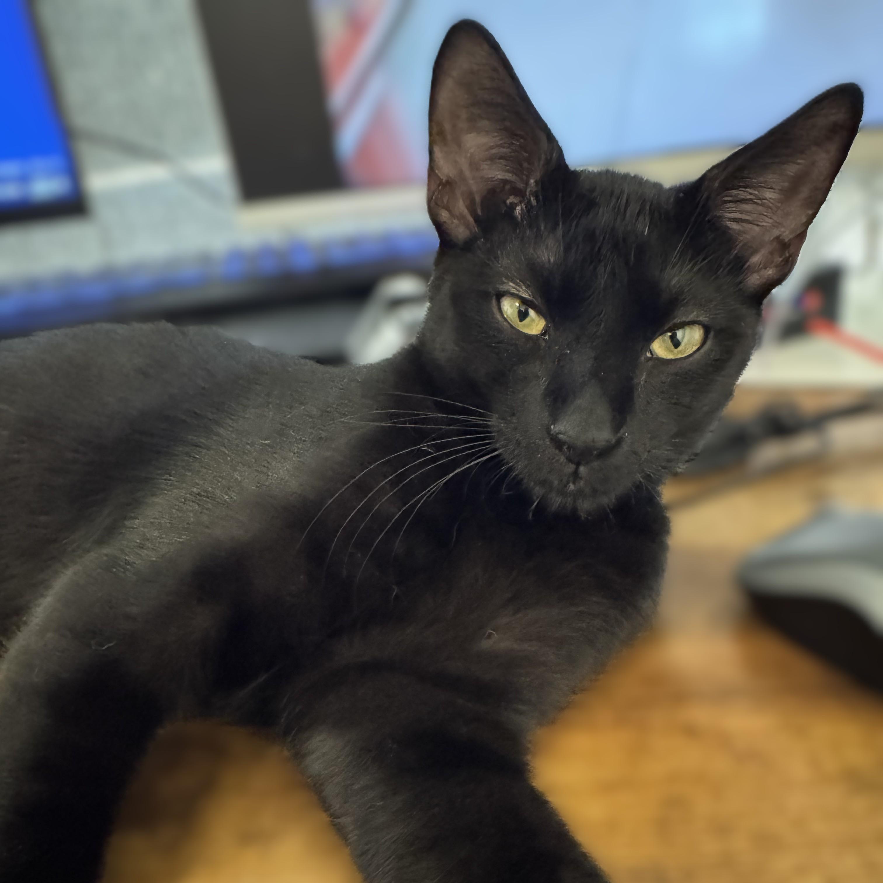 Enlarge Theodora (Tea) - Bombay mix, a Adoptable mixed breed in Allen, TX image 3/5