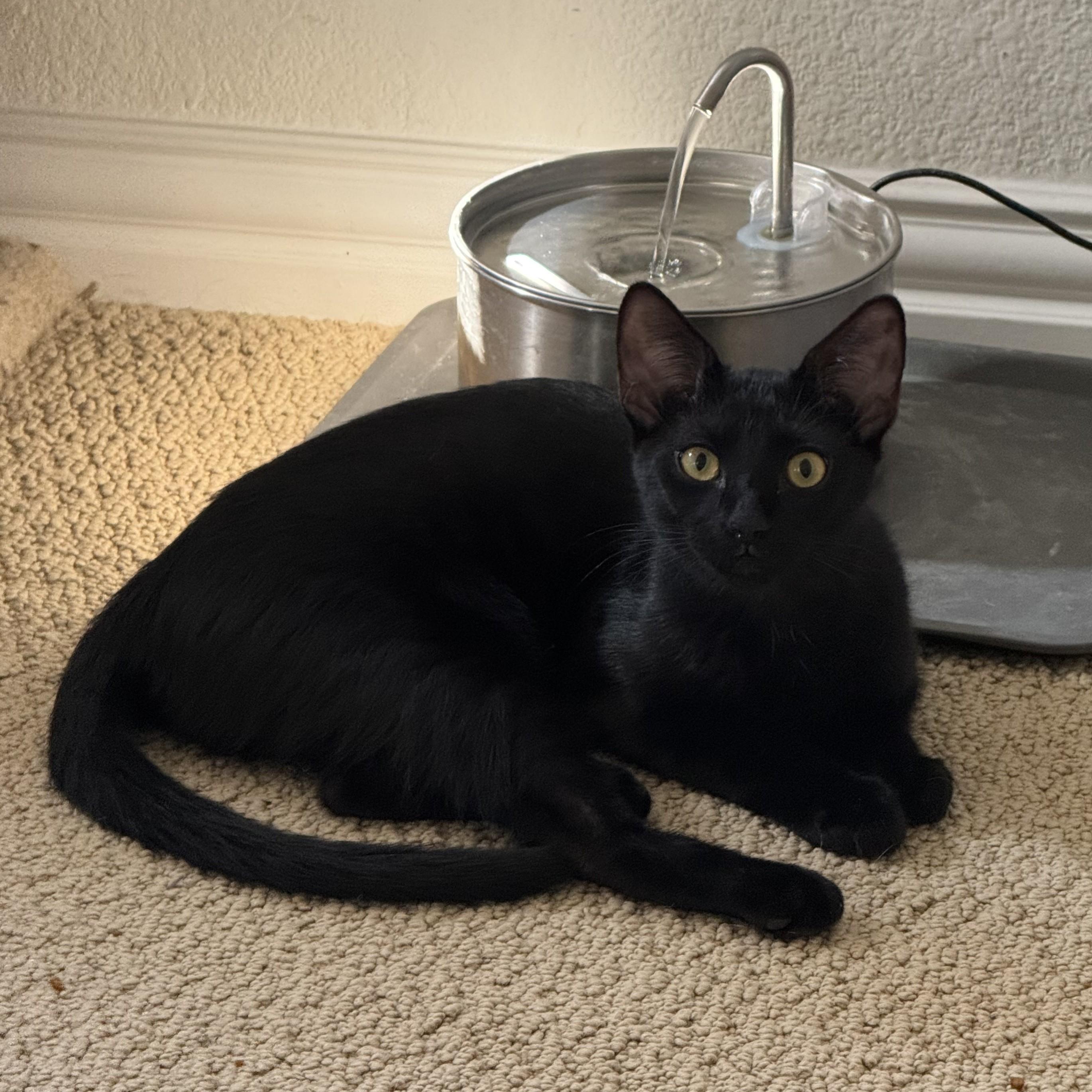 Enlarge Theodora (Tea) - Bombay mix, a Adoptable mixed breed in Allen, TX image 5/5