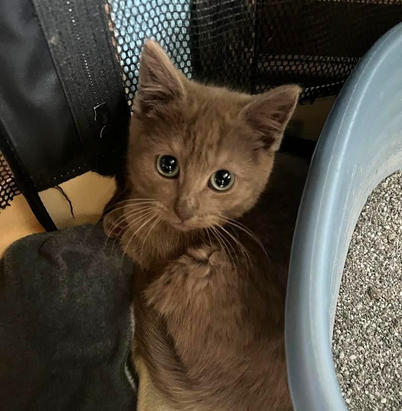 Enlarge Lamb Chop, an adopted Domestic Short Hair in Sayreville, NJ image 2/4