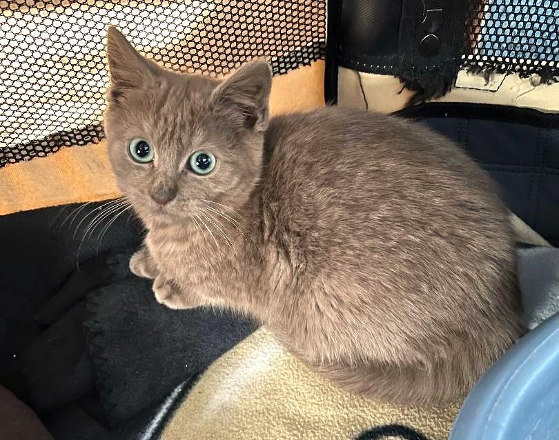 Enlarge Lamb Chop, an adopted Domestic Short Hair in Sayreville, NJ image 4/4