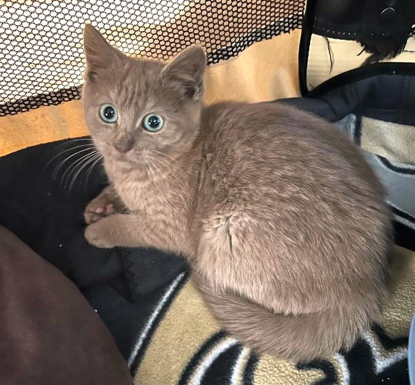 Lamb Chop, adopted, Kitten Male Domestic Short Hair.