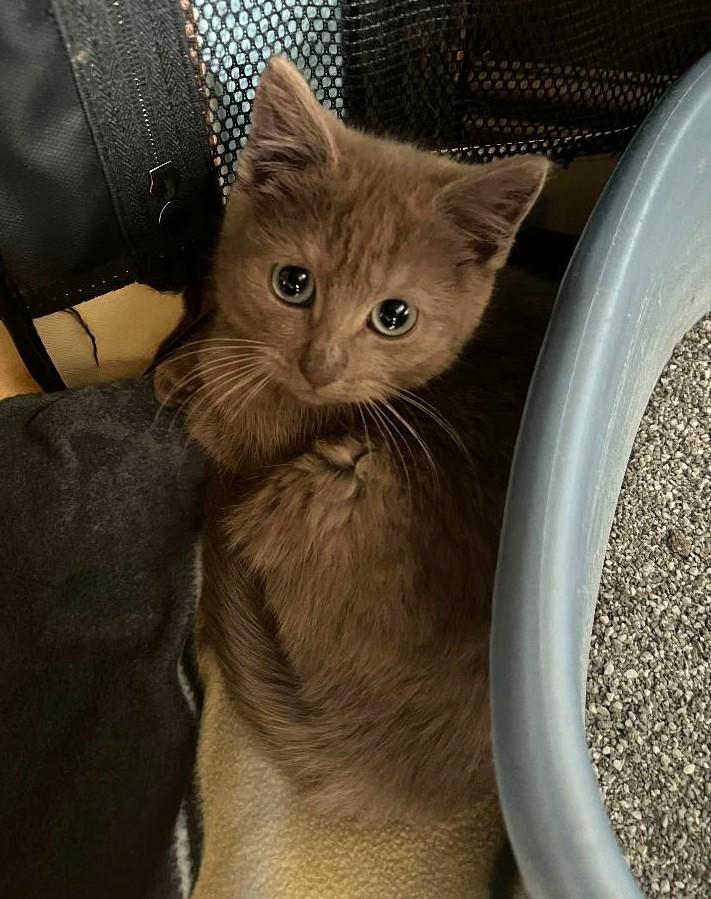 Enlarge Lamb Chop, an adopted Domestic Short Hair in Sayreville, NJ image 3/4