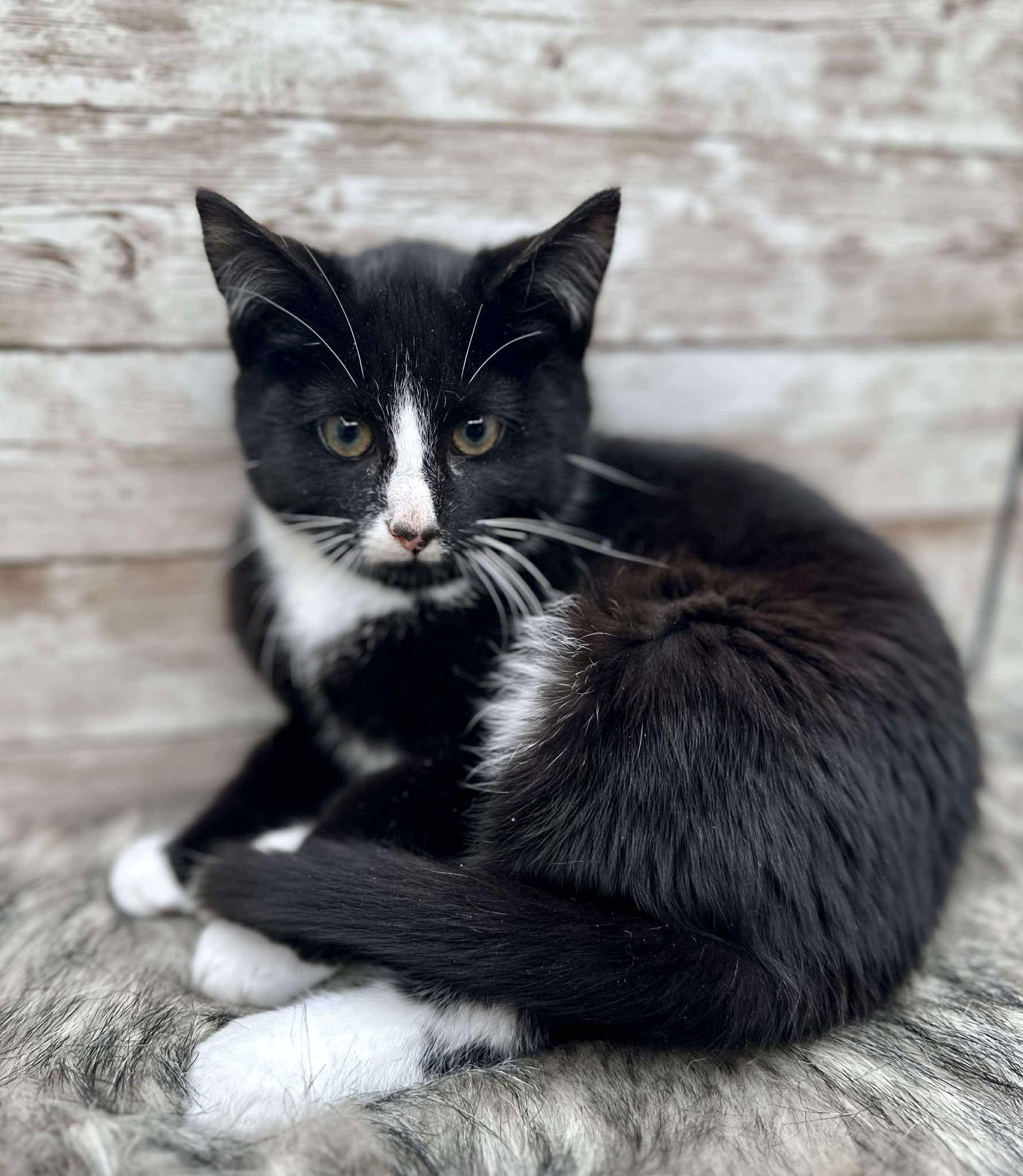 Pawl McCatney, adopted, Kitten Male Domestic Short Hair.