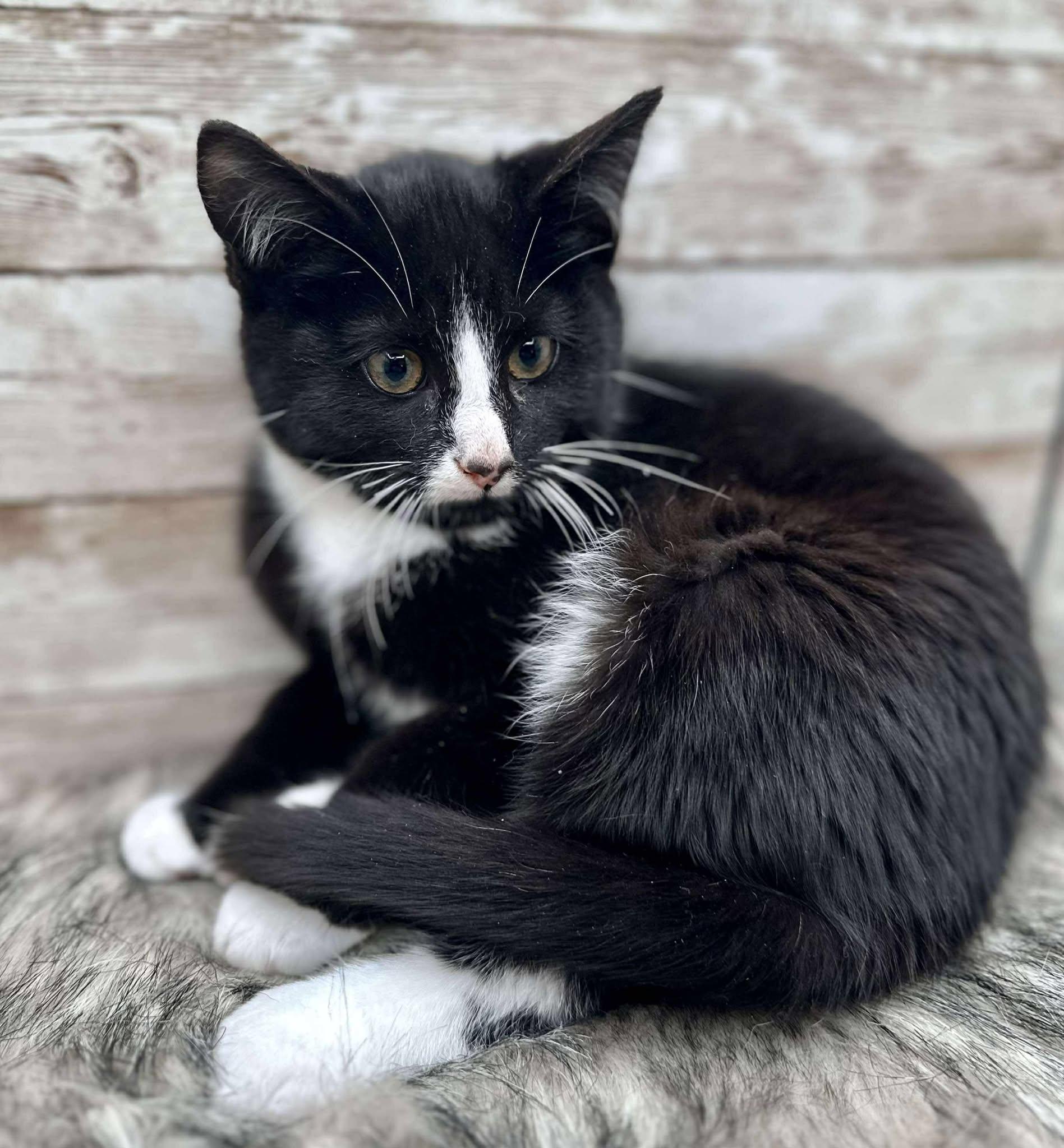 Pawl McCatney, an adopted Domestic Short Hair in Lexington, KY image 3/3