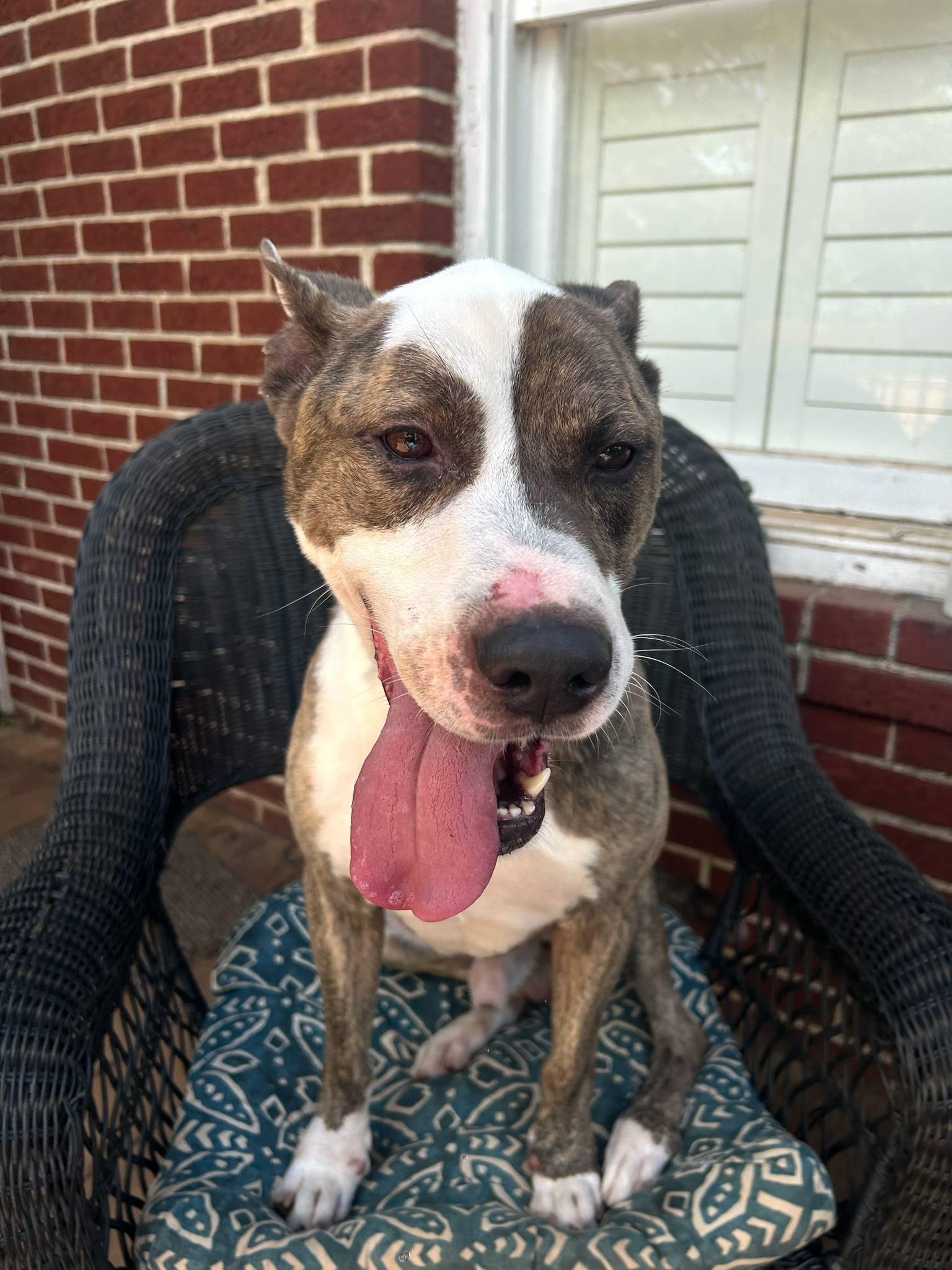 Enlarge Wally, a Adopted mixed breed in Atlanta, GA image 4/5