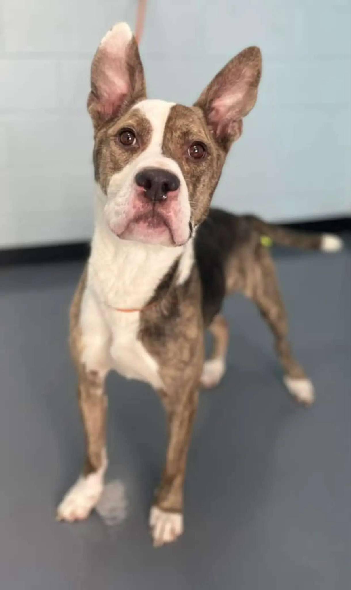 Enlarge Wally, a Adopted mixed breed in Atlanta, GA image 3/5