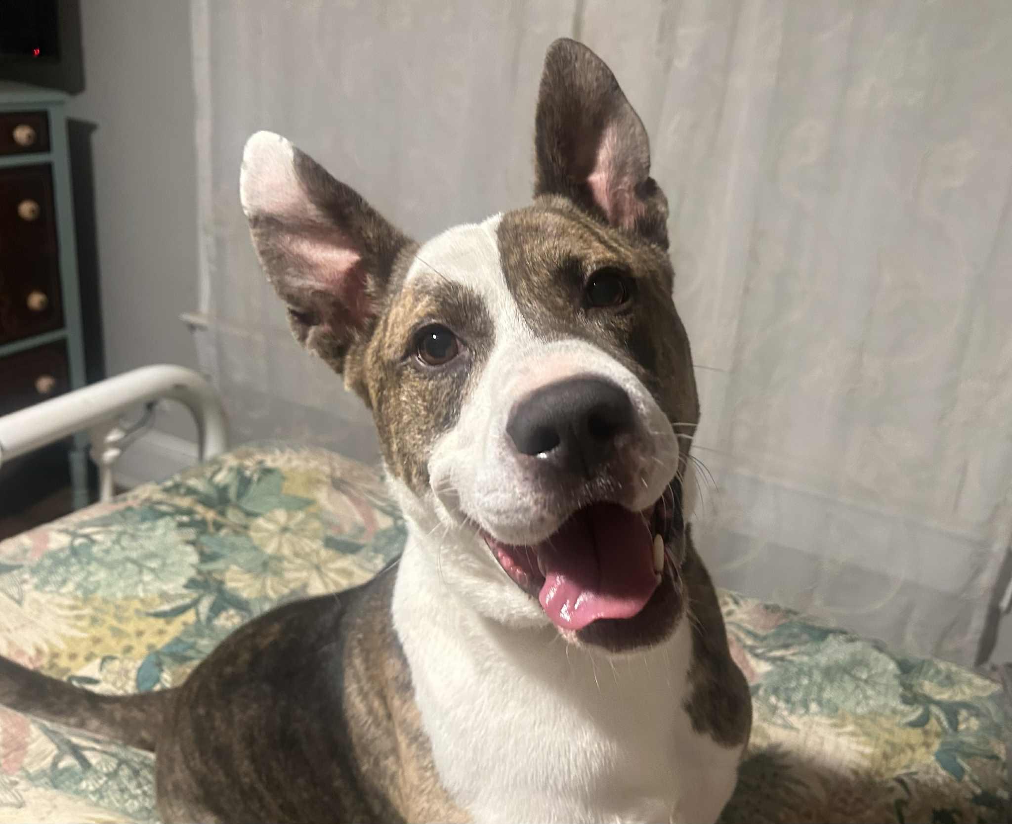 Enlarge Wally, a Adopted mixed breed in Atlanta, GA image 1/5