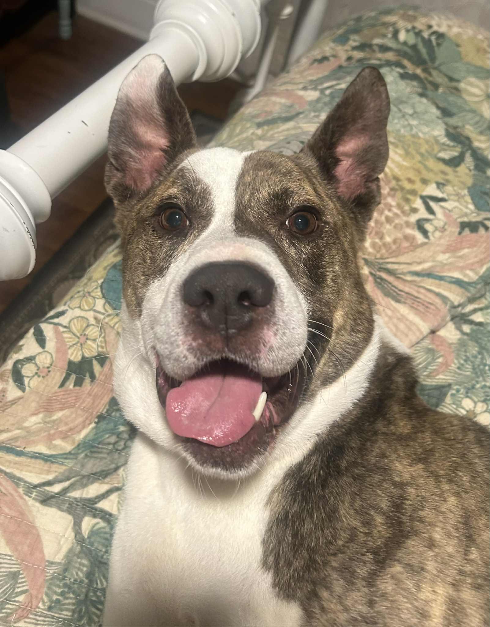 Enlarge Wally, a Adopted mixed breed in Atlanta, GA image 2/5