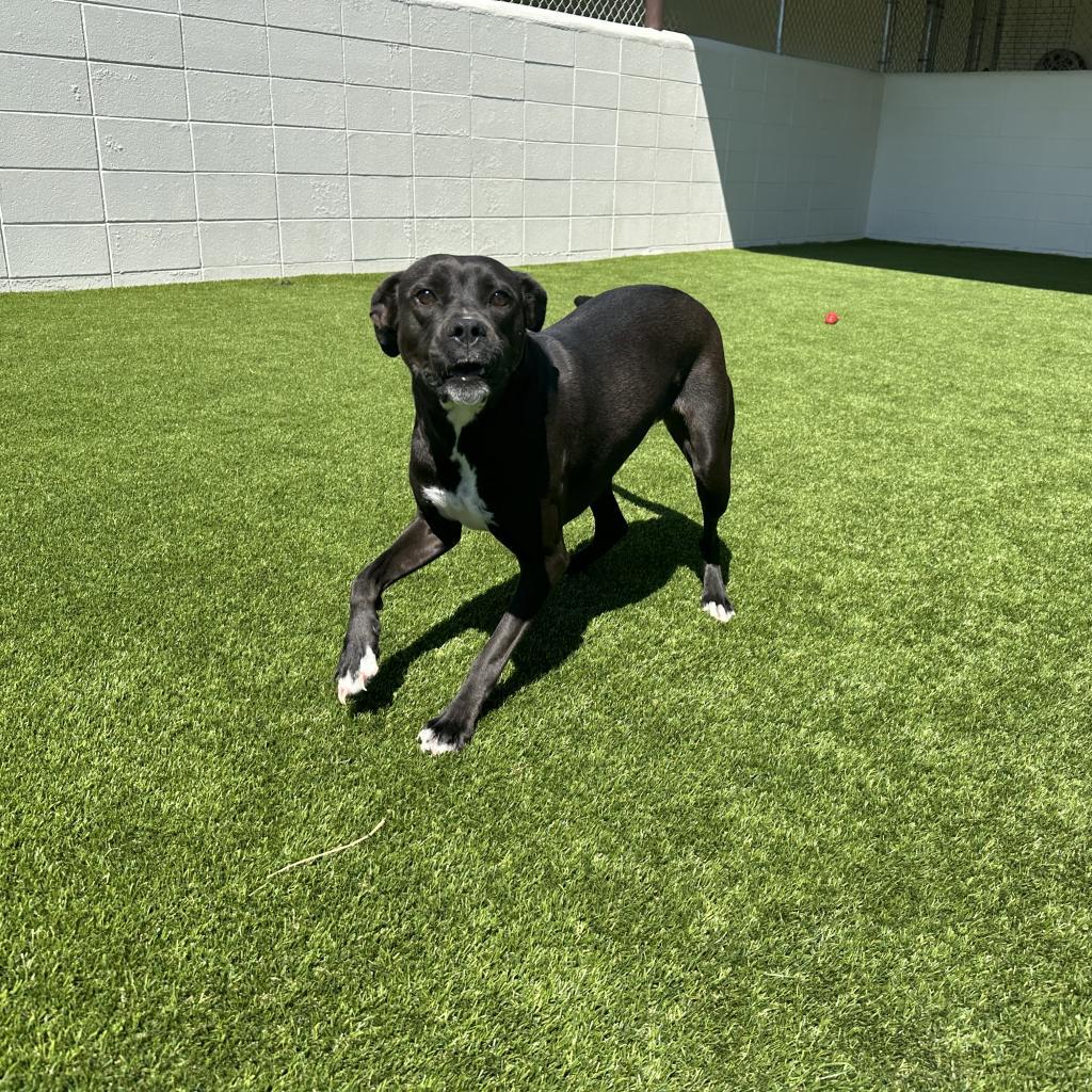 Jade 6419, Adoptable, Adult Female Black Labrador Retriever & Terrier.