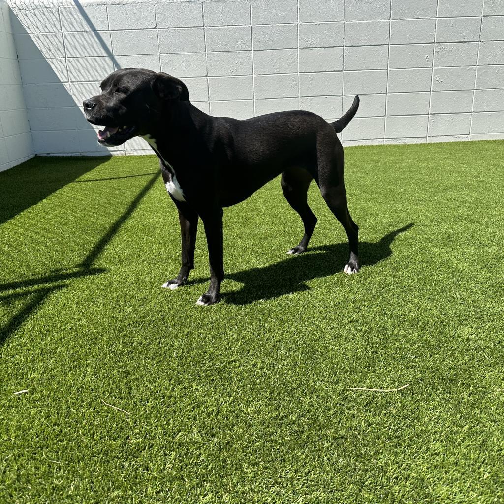 Enlarge Jade 6419, a Adoptable mixed breed in Birmingham , AL image 2/6