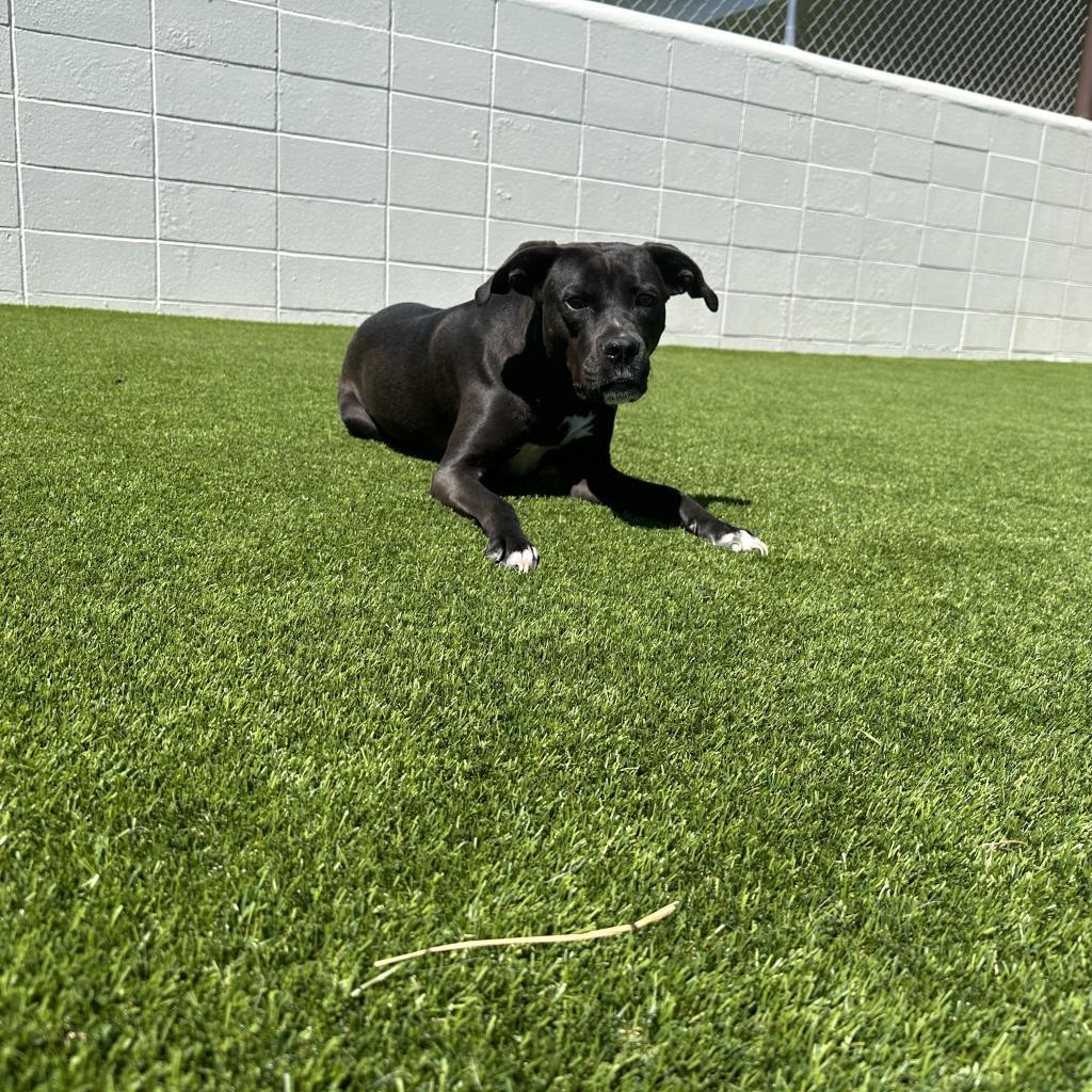 Enlarge Jade 6419, a Adoptable mixed breed in Birmingham , AL image 3/6