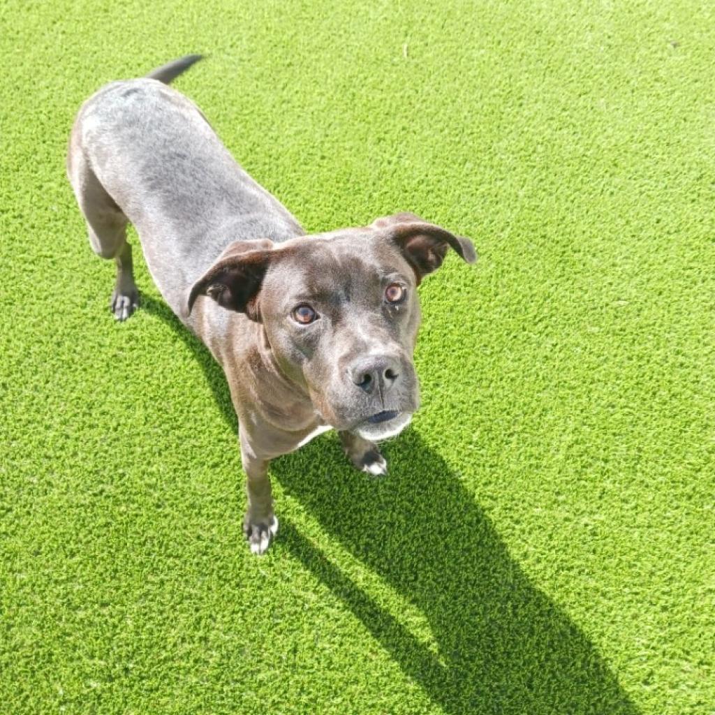 Enlarge Jade 6419, a Adoptable mixed breed in Birmingham , AL image 6/6