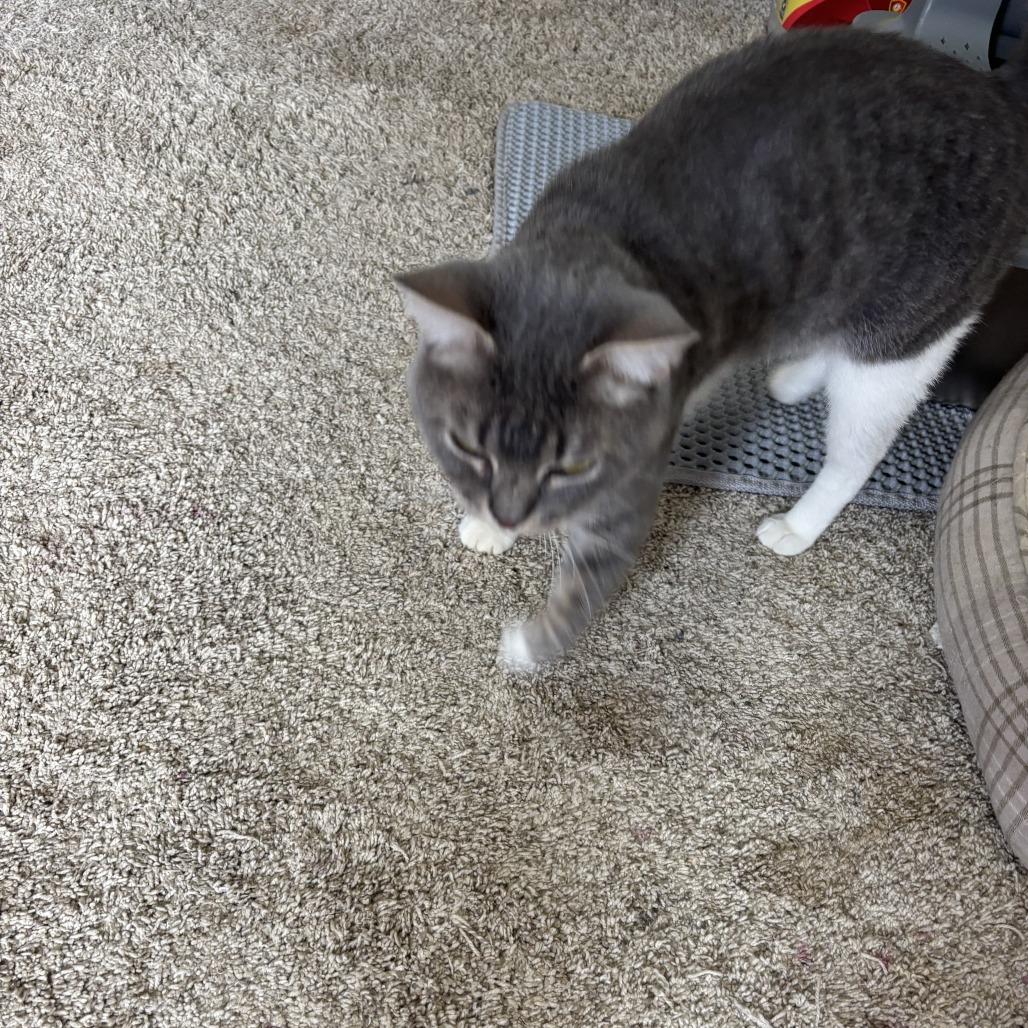 Raymond, Adoptable, Young Male Domestic Short Hair.