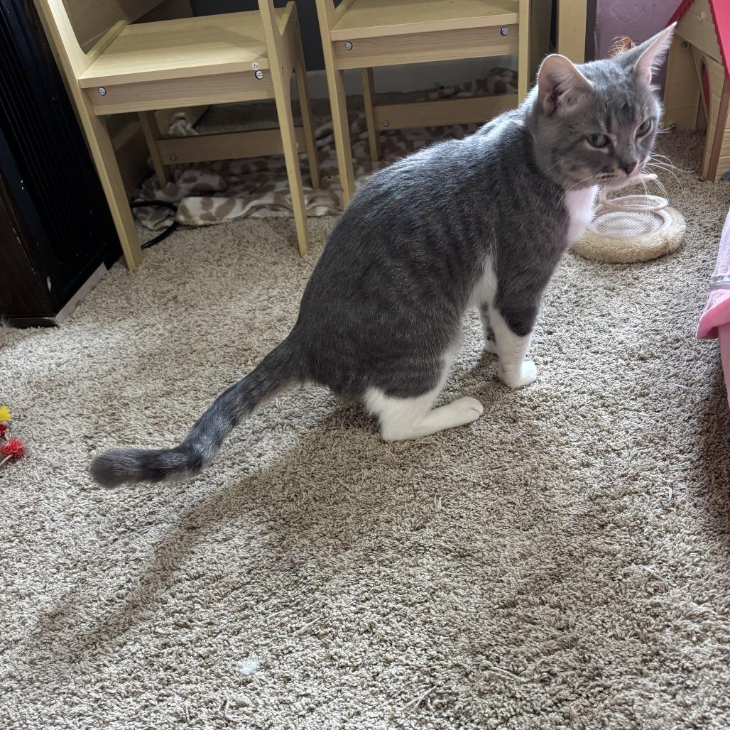 Raymond, a Adoptable Domestic Short Hair in Buffalo, MN image 2/4