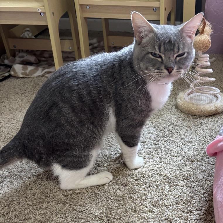 Raymond, a Adoptable Domestic Short Hair in Buffalo, MN image 3/4