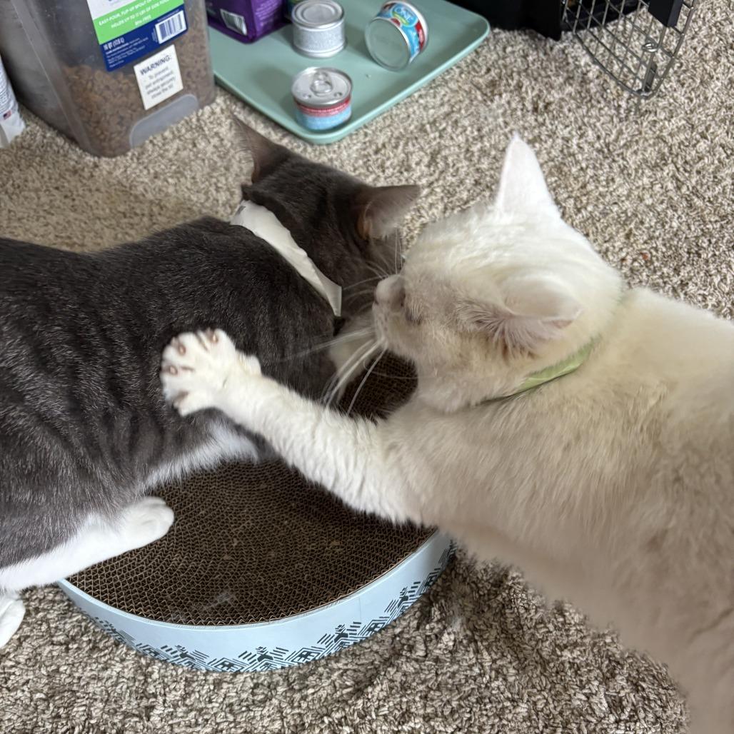 Raymond, a Adoptable Domestic Short Hair in Buffalo, MN image 4/4