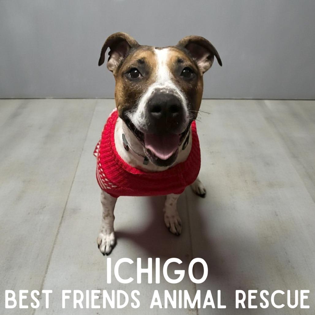 Enlarge Ichigo, a Adoptable Coonhound in Wasilla, AK image 1/3