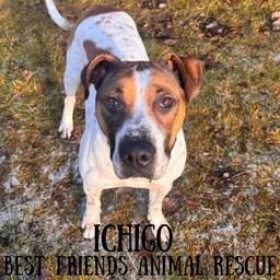 Enlarge Ichigo, a Adoptable Coonhound in Wasilla, AK image 2/3