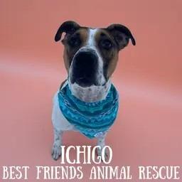 Enlarge Ichigo, a Adoptable Coonhound in Wasilla, AK image 3/3