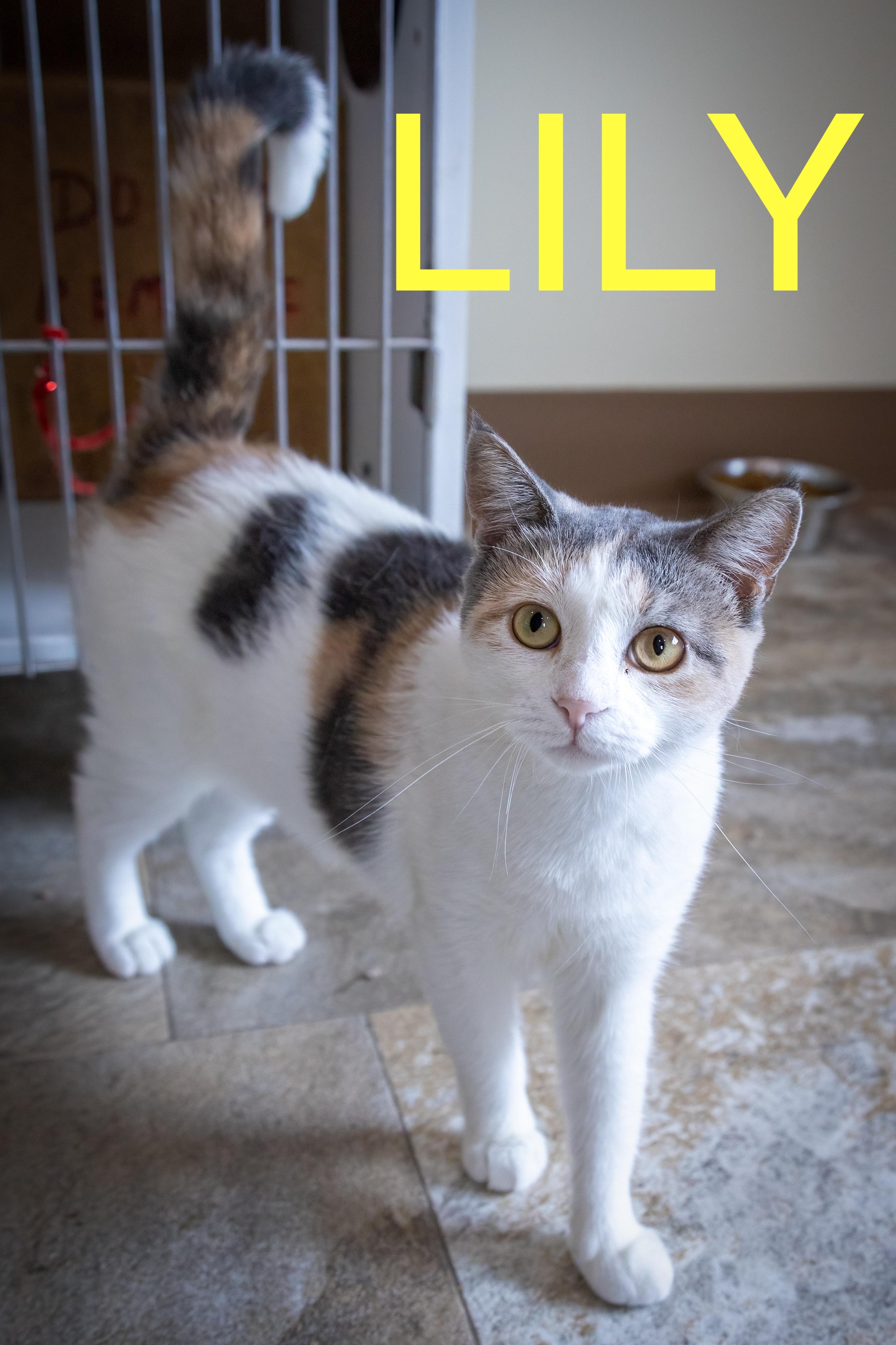 Lily (FCID# 06/10/2025 - 540 Trainer) C 1