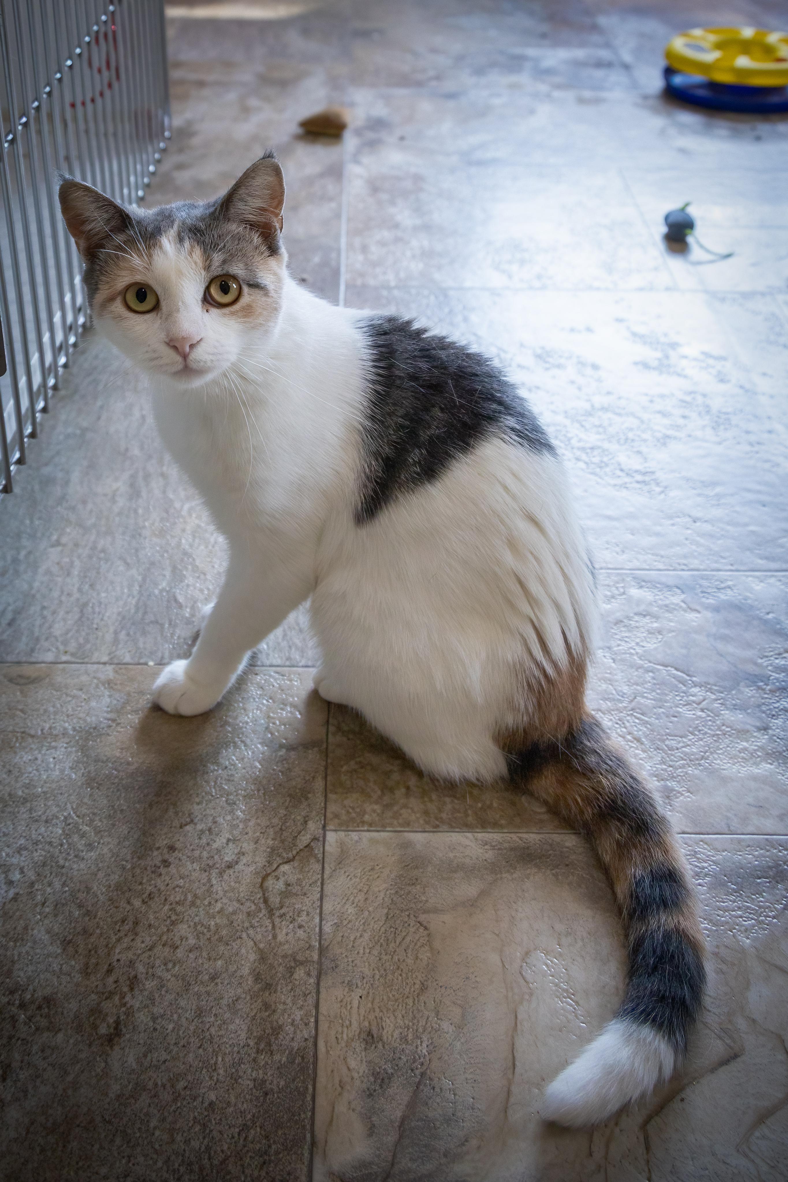 Lily (FCID# 06/10/2025 - 540 Trainer) C 2