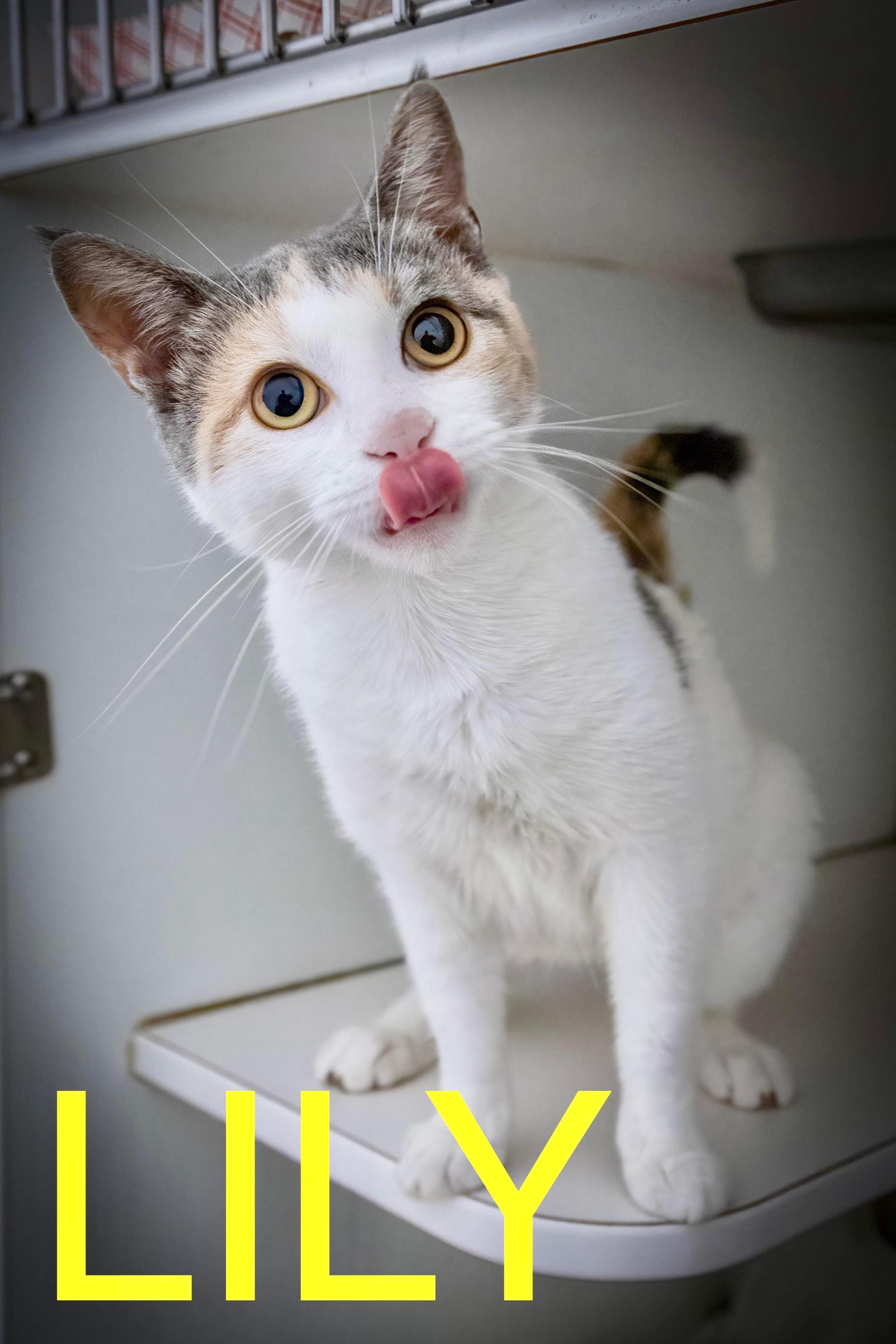 Lily (FCID# 06/10/2025 - 540 Trainer)
