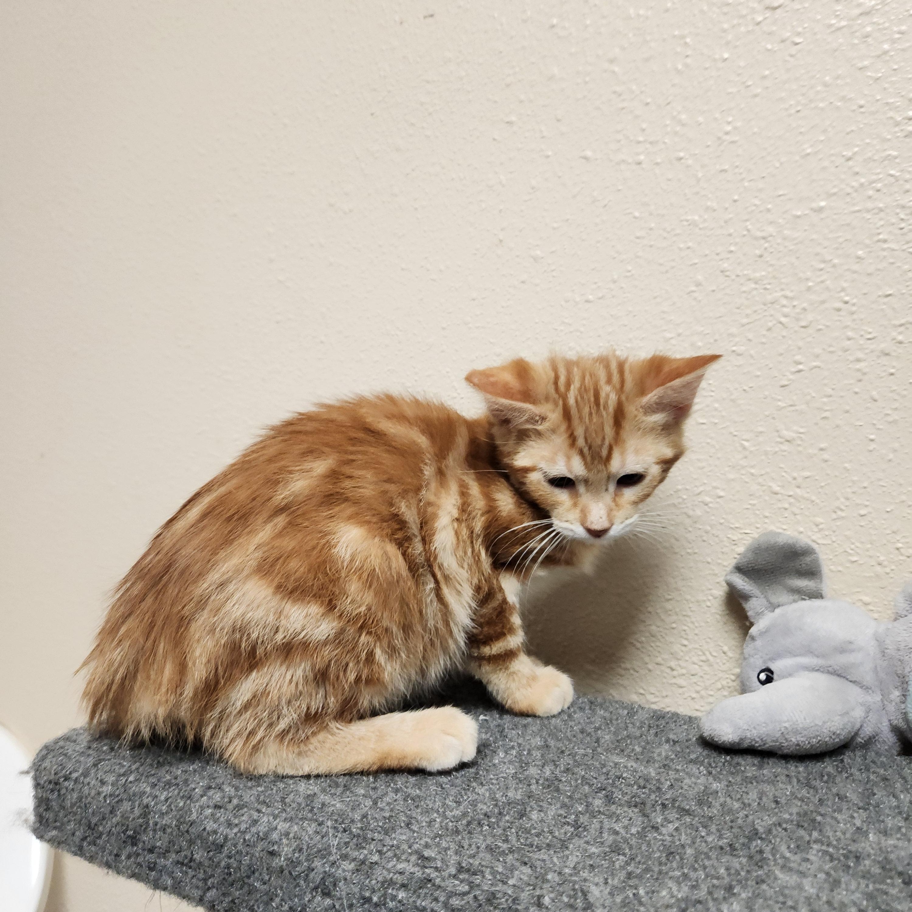 Karsten, a ADOPTABLE mixed breed in Waupun, WI image 2/4