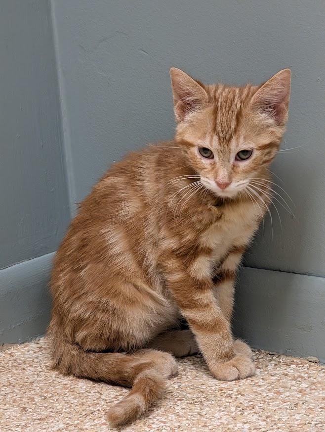 Karsten, ADOPTABLE, Young Male Domestic Short Hair.