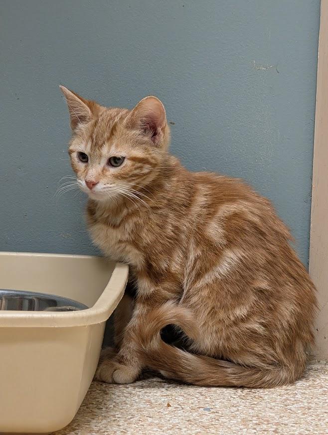 Karsten, a ADOPTABLE mixed breed in Waupun, WI image 4/4