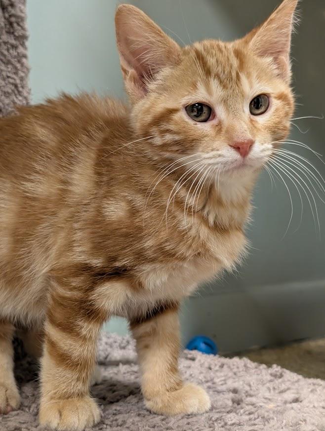 Karsten, a ADOPTABLE mixed breed in Waupun, WI image 3/4