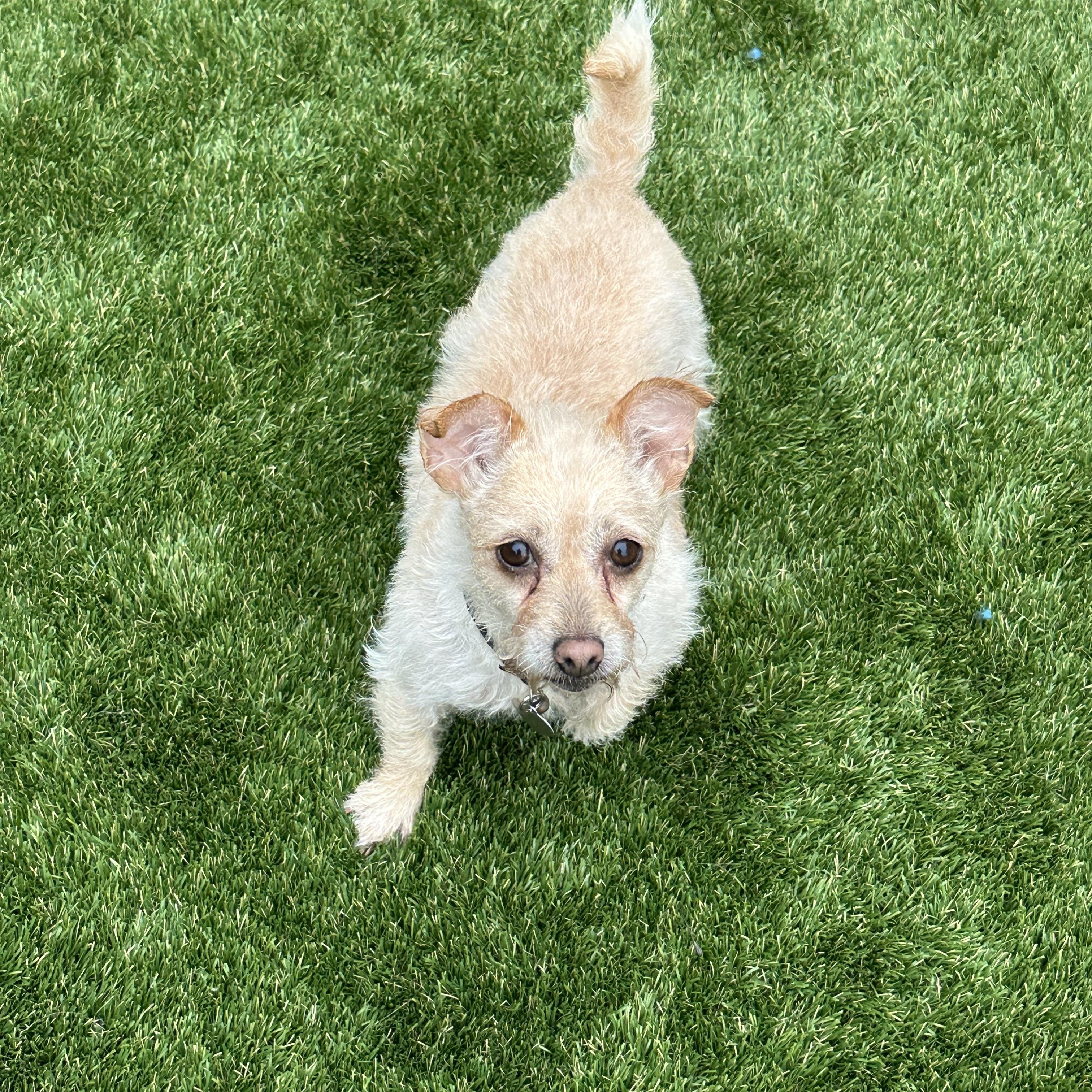 Enlarge Roxanne, a ADOPTABLE mixed breed in Fremont, CA image 1/3