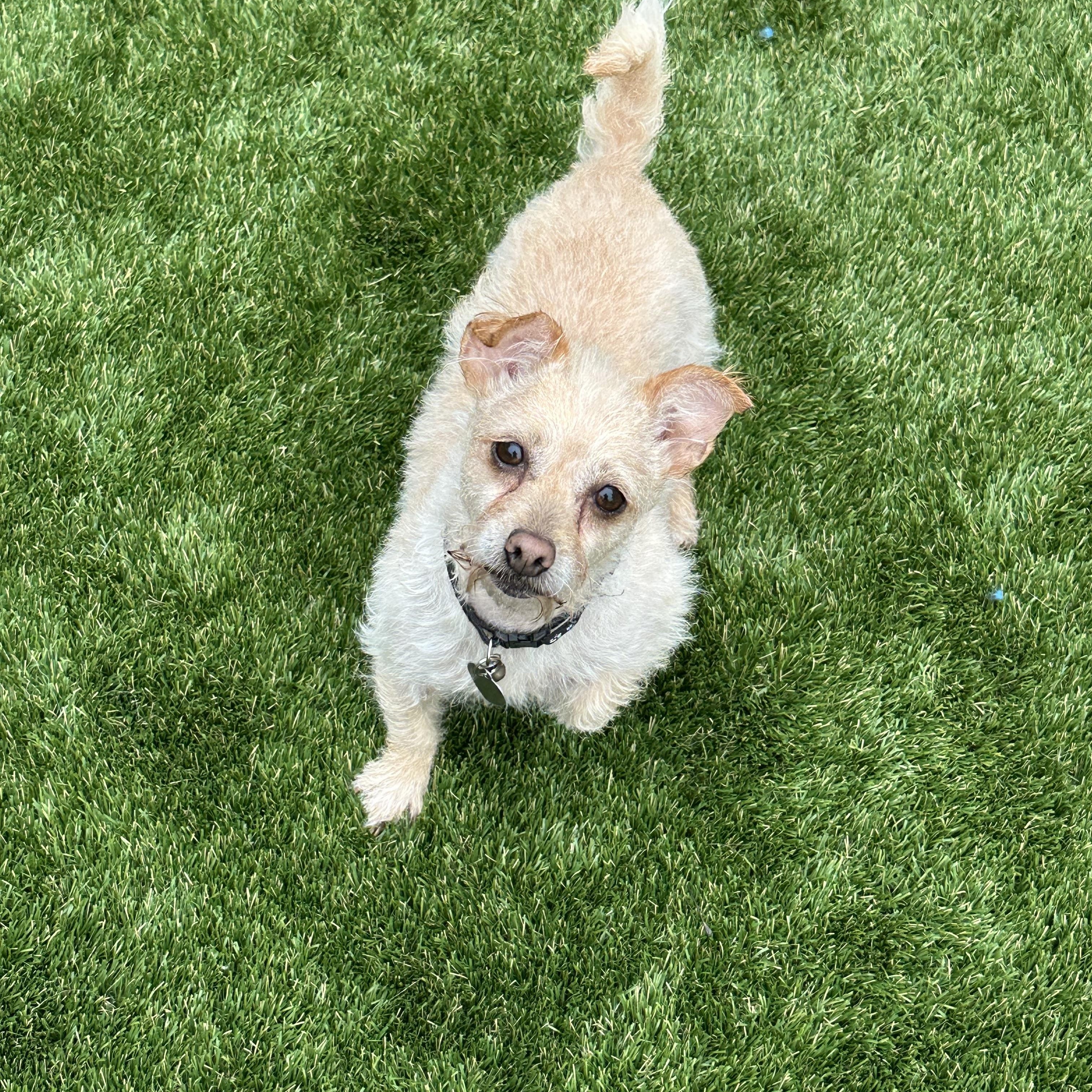 Enlarge Roxanne, a ADOPTABLE mixed breed in Fremont, CA image 2/3