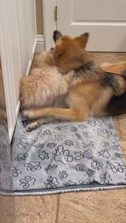 Enlarge Roxanne, a ADOPTABLE mixed breed in Fremont, CA video 3/3