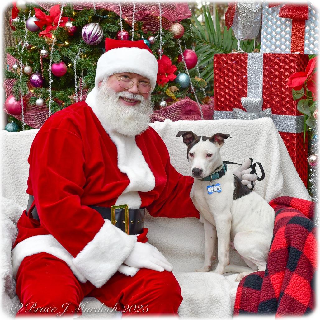 Martin, Adoptable, Young Male Pit Bull Terrier.