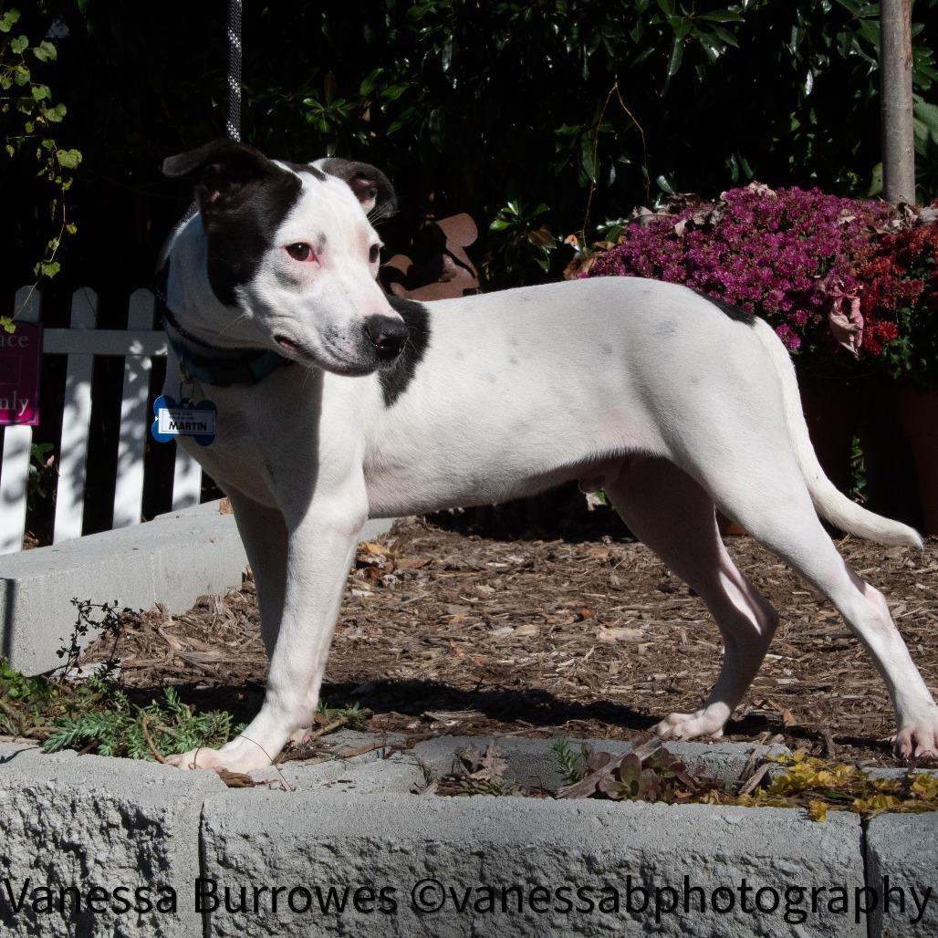 Enlarge Martin, a Adoptable Pit Bull Terrier in Wake Forest, NC image 2/6
