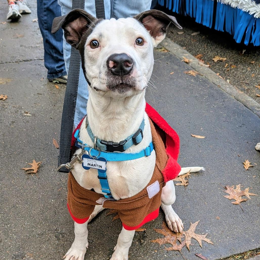 Enlarge Martin, a Adoptable Pit Bull Terrier in Wake Forest, NC image 3/6