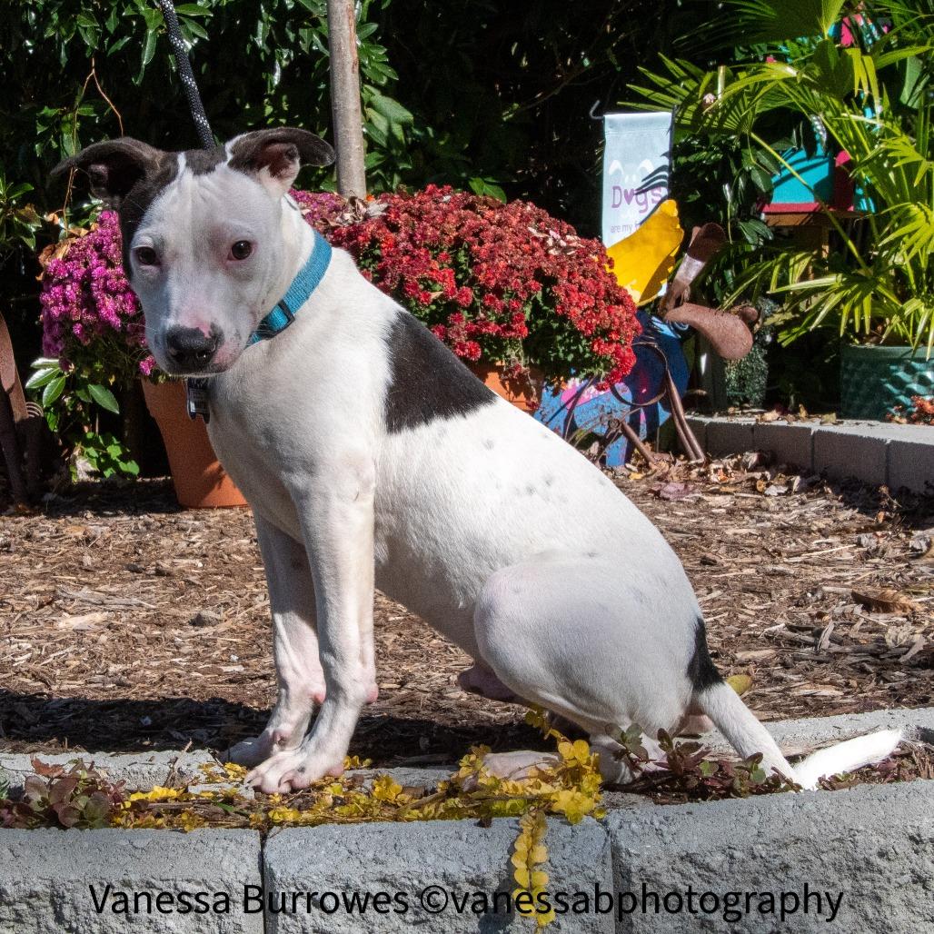 Enlarge Martin, a Adoptable Pit Bull Terrier in Wake Forest, NC image 4/6