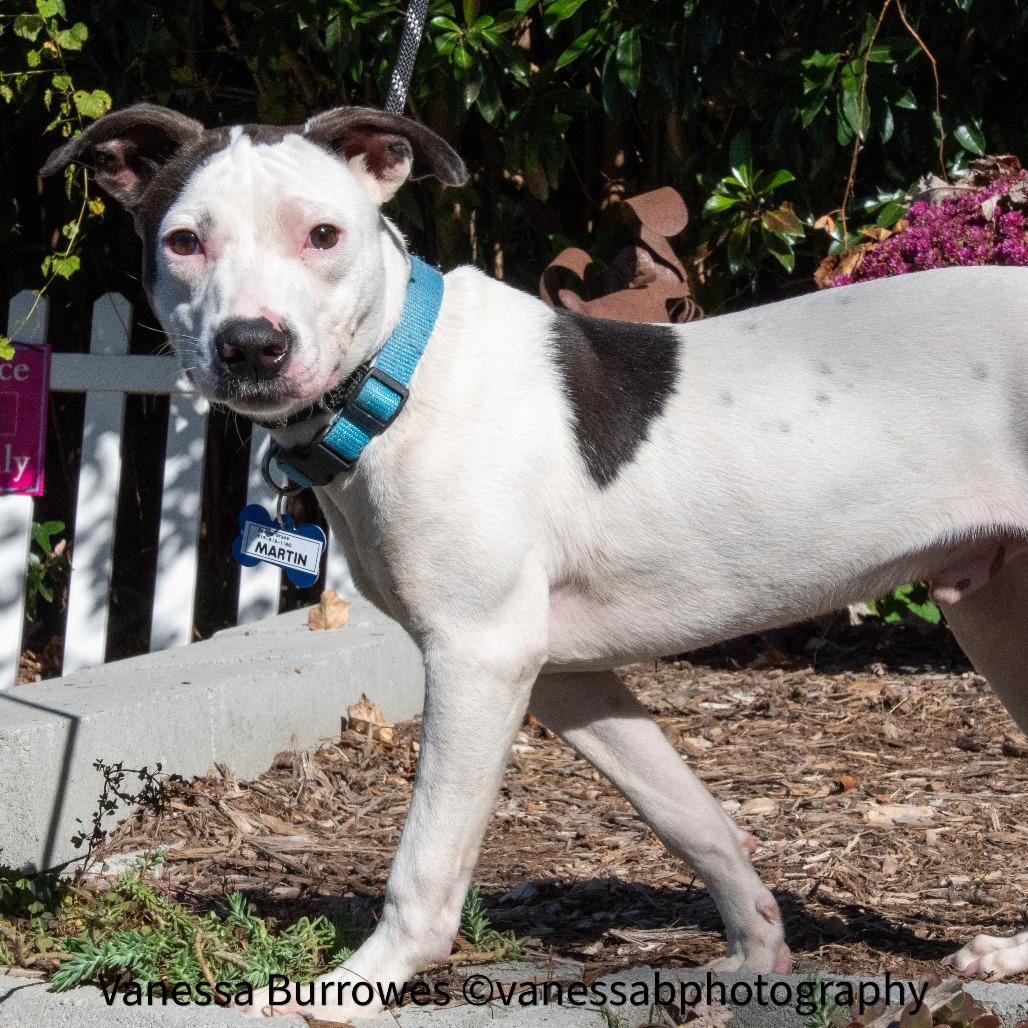 Enlarge Martin, a Adoptable Pit Bull Terrier in Wake Forest, NC image 5/6