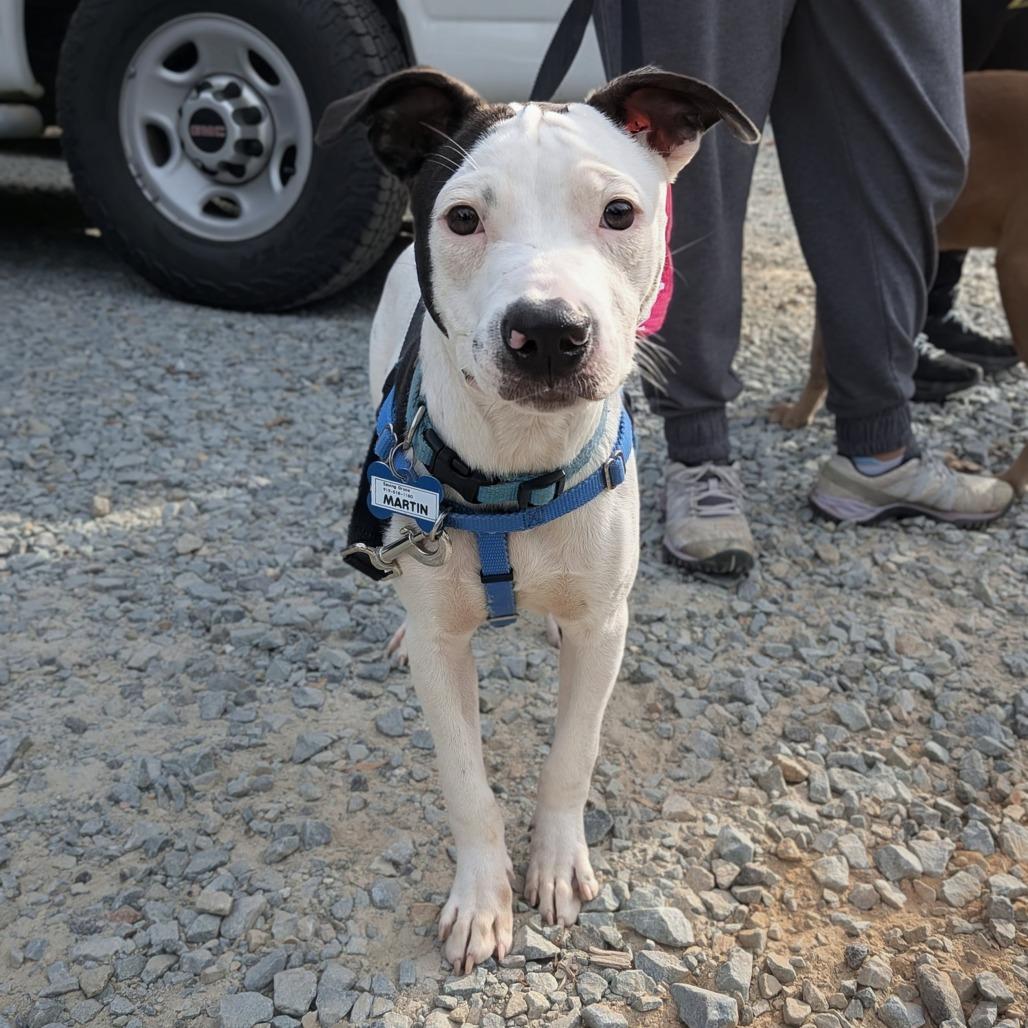 Enlarge Martin, a Adoptable Pit Bull Terrier in Wake Forest, NC image 6/6