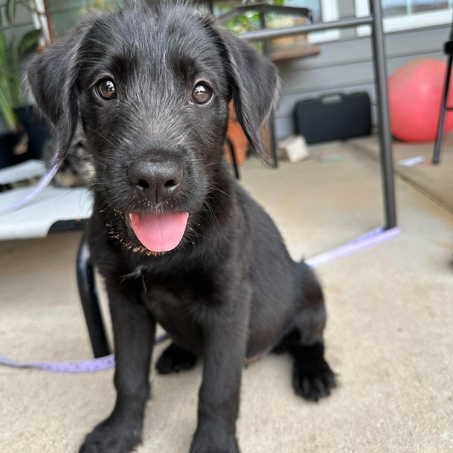 Mabel, a ADOPTABLE mixed breed in Wando, SC image 4/6