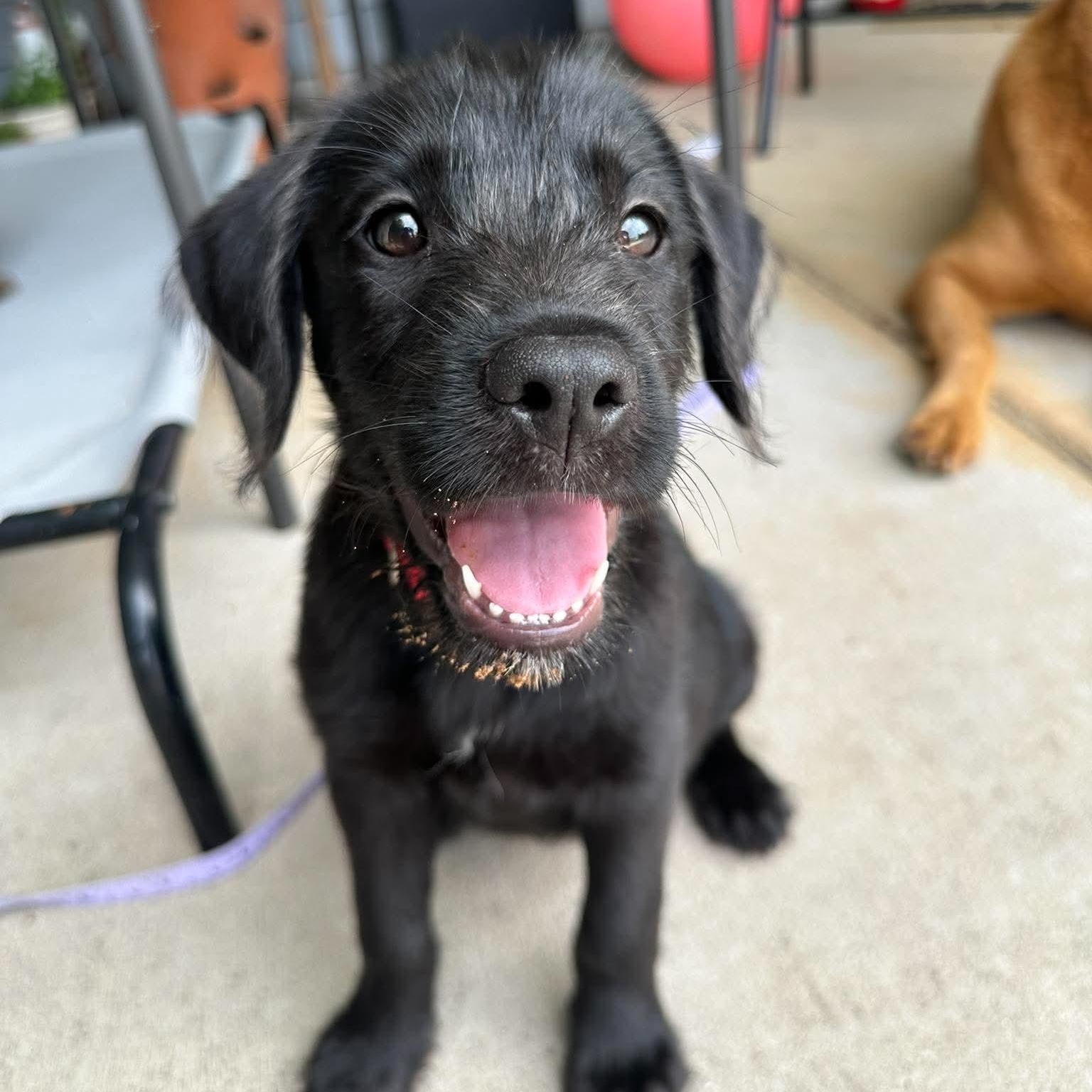 Mabel, a ADOPTABLE mixed breed in Wando, SC image 1/6