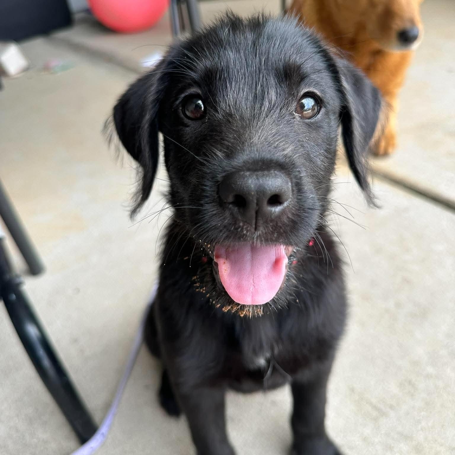 Mabel, a ADOPTABLE mixed breed in Wando, SC image 6/6