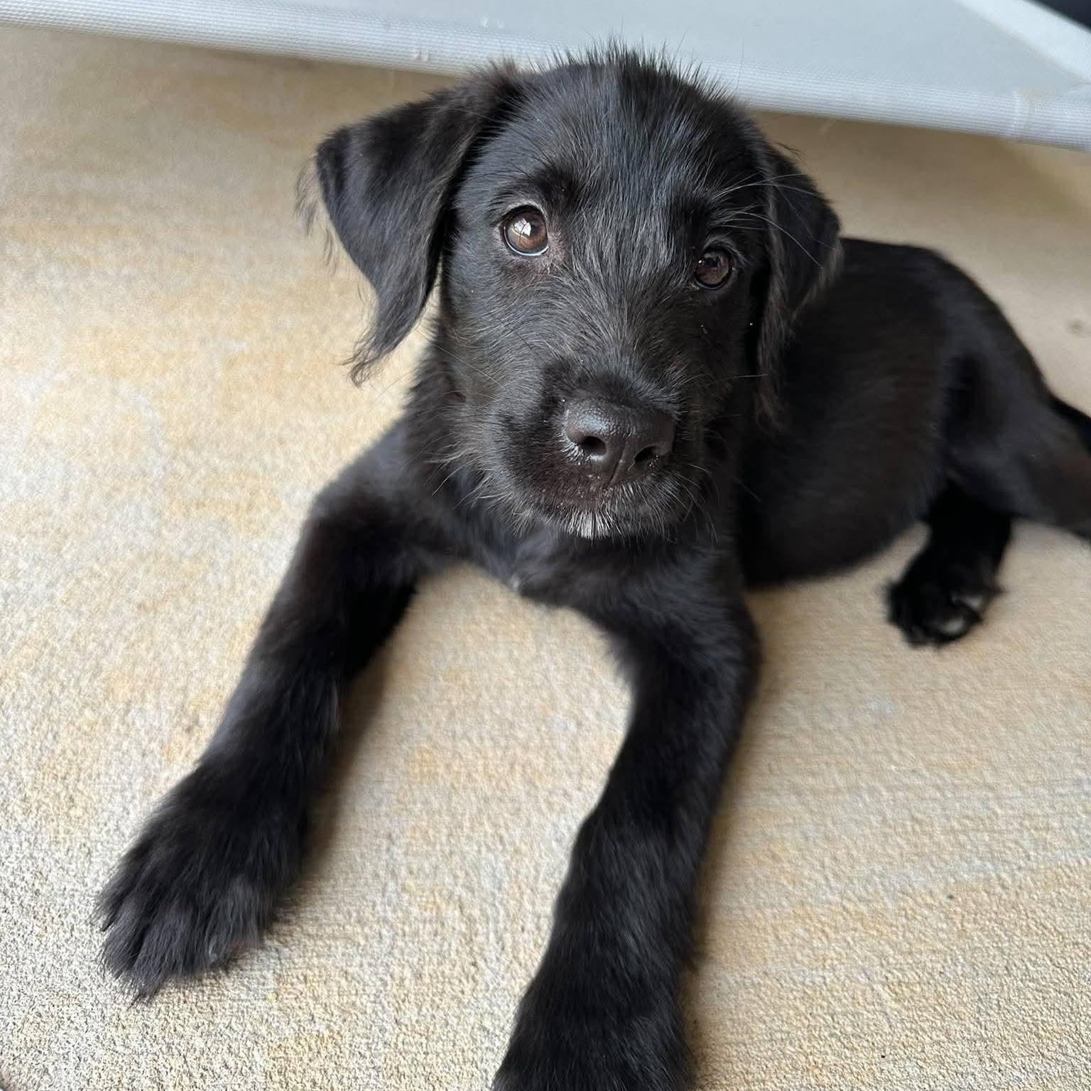 Mabel, a ADOPTABLE mixed breed in Wando, SC image 2/6