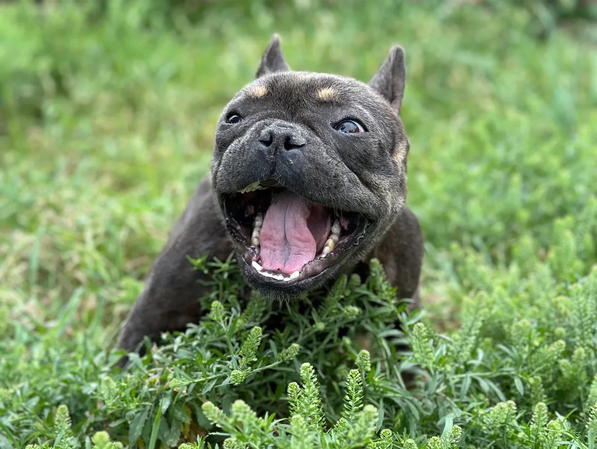 Honey, Adopted, Young Female French Bulldog.