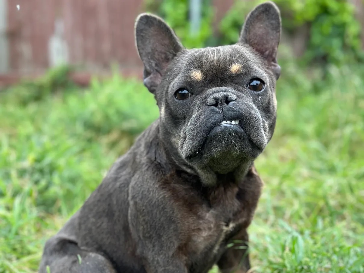 Enlarge Honey, a Adopted French Bulldog in Garland, TX image 2/4